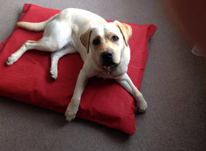 Canvas Dog Bed